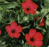wf_flax_scarlet.jpg